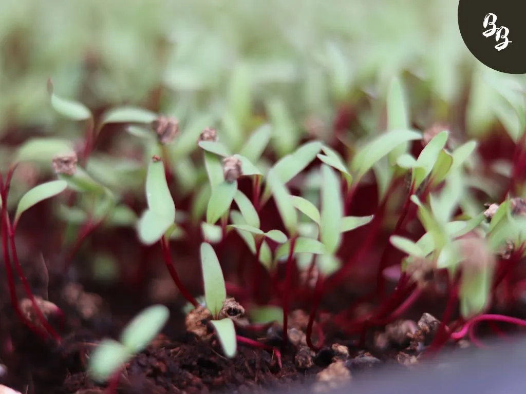 microgreens, beetroot microgreen, bulls red beetroot, bulls blood, beetroot, 