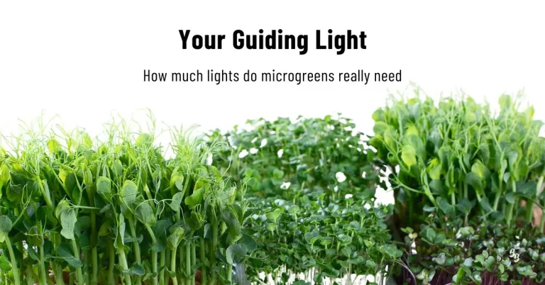 How Much Light Microgreens Need to grow effectively?