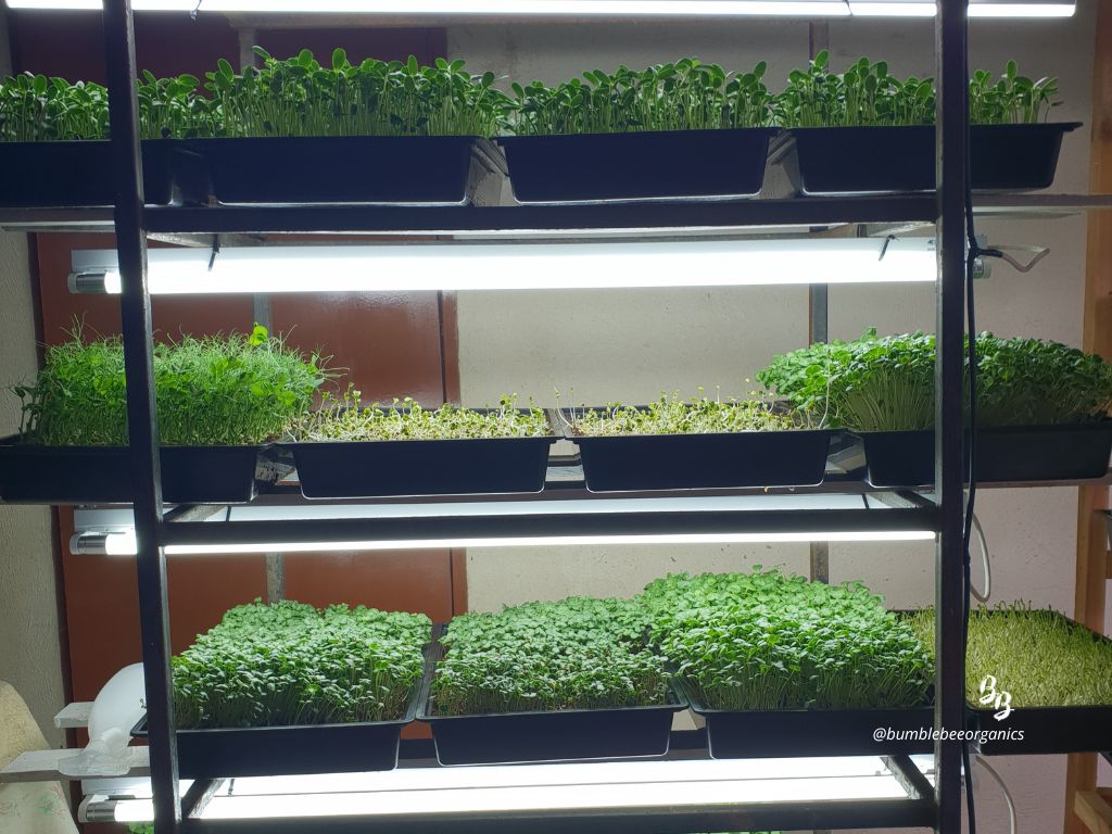 harvesting, tools, equipment, lights, water, microgreen harvesting, seeds, microgreen seeds, microgreen lights, lighting for microgreens