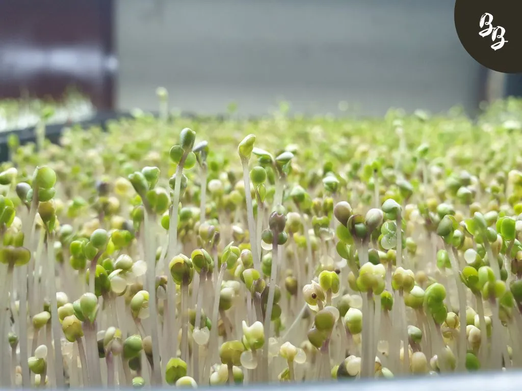 microgreens, radish, daikon radish, grow phase