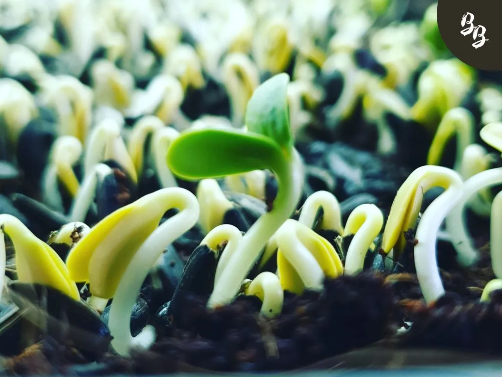 grow lights, microgreen leaves, leaf expansion