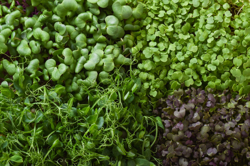 lights, growing microgreens, grow lights for microgreens, radish microgreens, pea shoots, peashoots