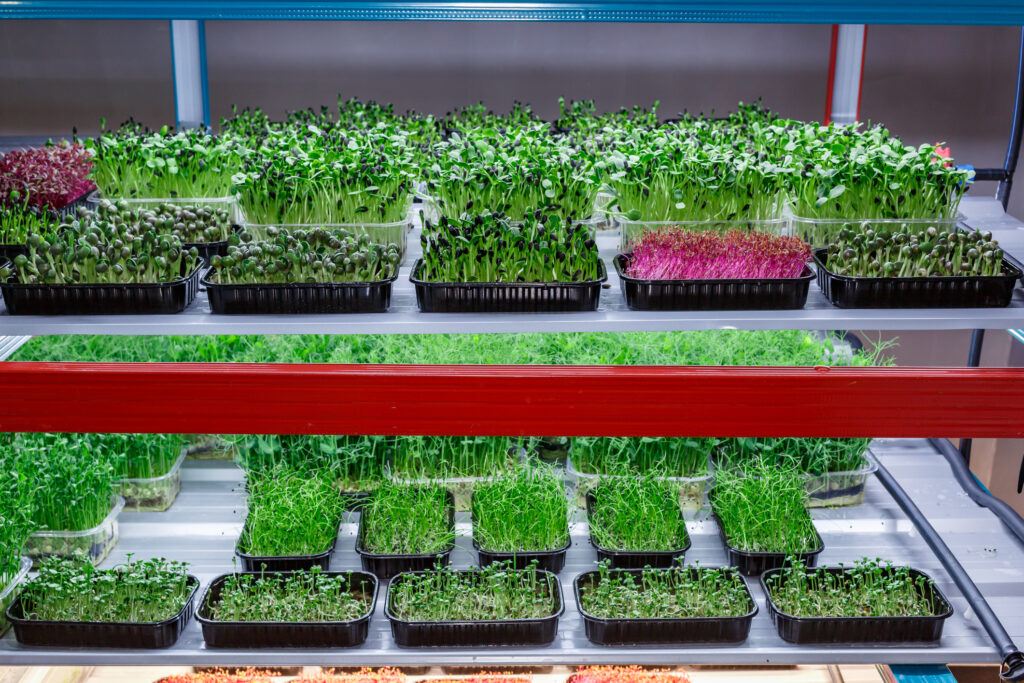 Microgreens, growing environment, growing microgreen environment, baby greens