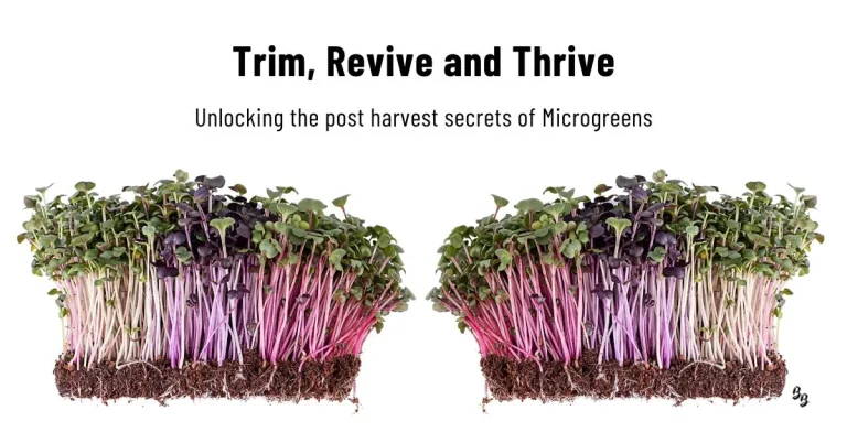 Can Microgreens Regrow after cutting (Post Harvest Advice)