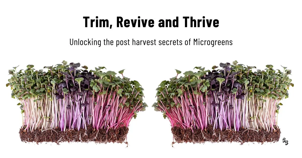 Regrowth of microgreens, microgreens regrowth, regrow, microgreens, nutritious, south africa, microgreens in south africa