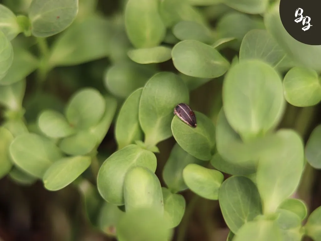 microgreen lights, grow lights, microgreen grow lights, growing microgreens, sunflowers, sunflower microgreens, sunflower greens