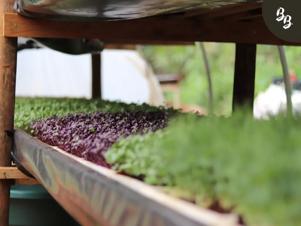  microgreen vertical growing, radish microgreens, daikon, peas, bulls red, red rambo