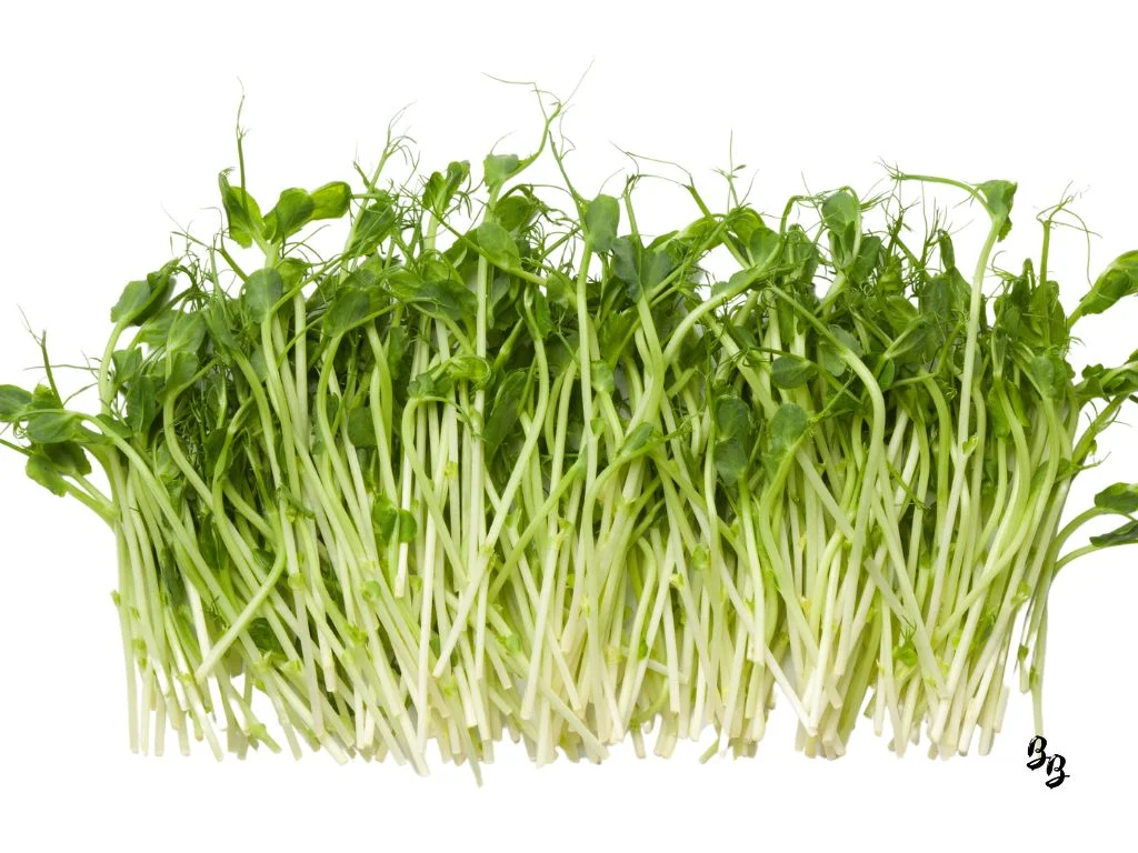 Peas microgreens, greens, microgreens, tiny plants, micro plants, pea shoots, peas