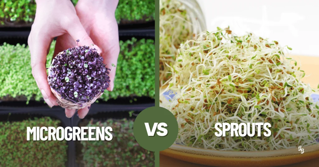 Sprouts, How does sprouts look, What is Microgreens