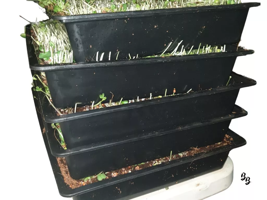 Microgreen trays, trays, microgreen growing supplier, tray suppliers, supplier of trays
