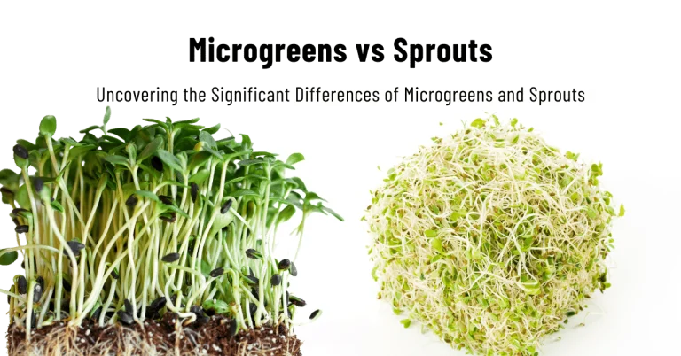 Microgreens vs Sprouts: Differences, uses and benefits
